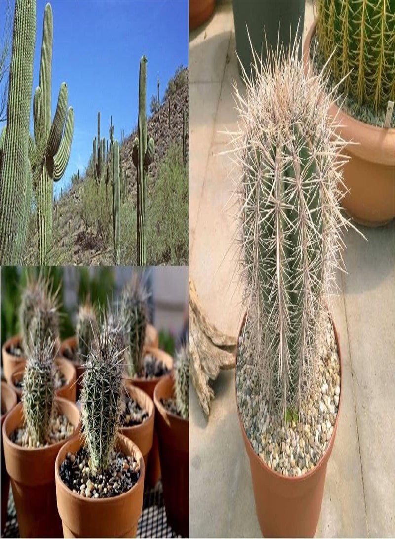 جي جوت صبار ساجوارو العملاق (كارنيجيا جيجانتيا) × ٢٠ بذرة طازجة. شحن في نفس اليوم. - Image 1