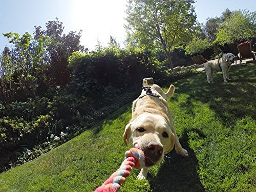 GoPro Fetch Dog Harness - Official GoPro Mount - Image 5