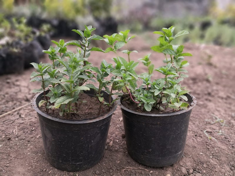 2 Large Mint Seedlings in a Pot Ready to Grow in Mint Tubs