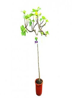Ficus Carica-Fig Tree