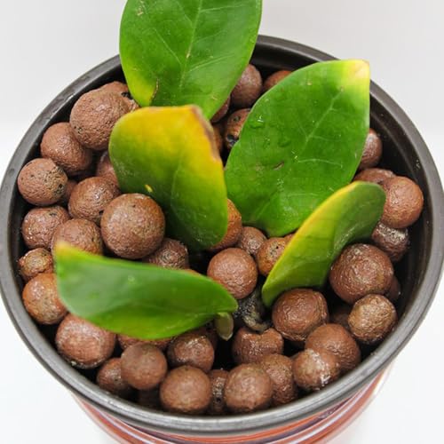 Halatool 2 LB Natural Expanded Clay Pebbles for Plants 4mm-16mm Clay Balls 100% Organic Hydroton Leca Balls for Indoor Plants Hydroponic Growing Gardening Orchids Drainage Decoration Aquaponics - Image 4
