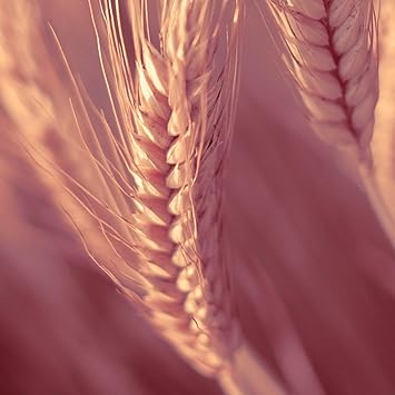 Naissance Virgin Wheatgerm Oil No 239 450 ml Pure Natural for Skin Hair Body Massage and Homemade Blends - Image 3