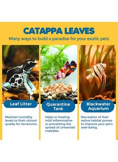 SunGrow 50 Pcs Mini Catappa Indian Almond Leaves For Betta Fish Aquarium, Shrimp, Frogs, Improves Habitat, Gives Tea Color, Helps In Lowering Aquarium Water Ph, Improves Immunity  - Image 3