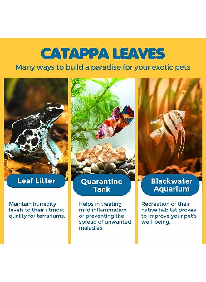 SunGrow 50 Pcs Mini Catappa Indian Almond Leaves For Betta Fish Aquarium, Shrimp, Frogs, Improves Habitat, Gives Tea Color, Helps In Lowering Aquarium Water Ph, Improves Immunity  - Image 3