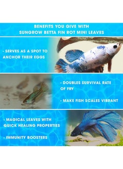 SunGrow 50 Pcs Mini Catappa Indian Almond Leaves For Betta Fish Aquarium, Shrimp, Frogs, Improves Habitat, Gives Tea Color, Helps In Lowering Aquarium Water Ph, Improves Immunity  - Image 5