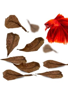 SunGrow 50 Pcs Mini Catappa Indian Almond Leaves For Betta Fish Aquarium, Shrimp, Frogs, Improves Habitat, Gives Tea Color, Helps In Lowering Aquarium Water Ph, Improves Immunity  - Image 1
