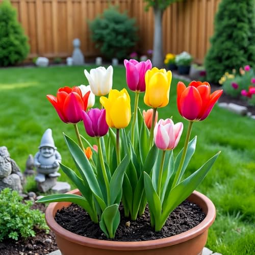 BlimBurn Hybrid Tulip Mix Flower Seeds - 50+ Seeds, Easy to Grow & Care, Suitable for All India Climates - Image 4