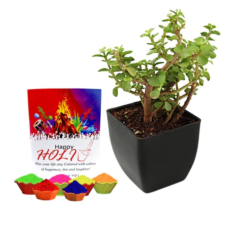 EG2I نبات اليشم المحظوظ EG2i مع وعاء للمنزل نباتات بونساي حقيقية داخلية نباتات صغيرة الحجم لشرفة المنزل نباتات حية مع أوعية نباتات لتنظيف الهواء للمنزل ديكور المنزل توصيل سريع - Image 1