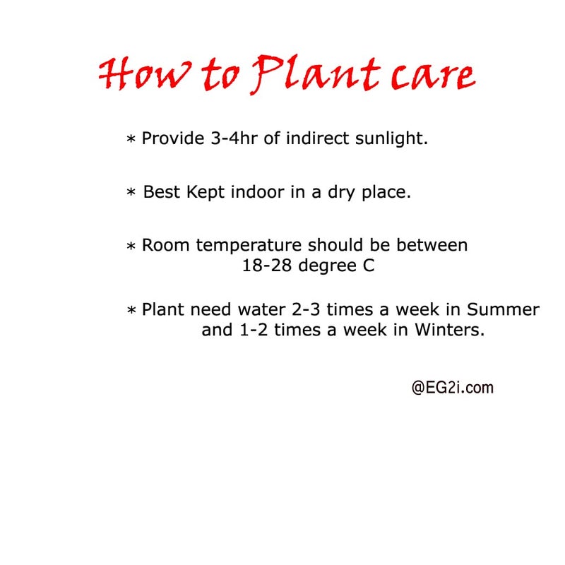 EG2I نبات اليشم المحظوظ EG2i مع وعاء للمنزل نباتات بونساي حقيقية داخلية نباتات صغيرة الحجم لشرفة المنزل نباتات حية مع أوعية نباتات لتنظيف الهواء للمنزل ديكور المنزل توصيل سريع - Image 2