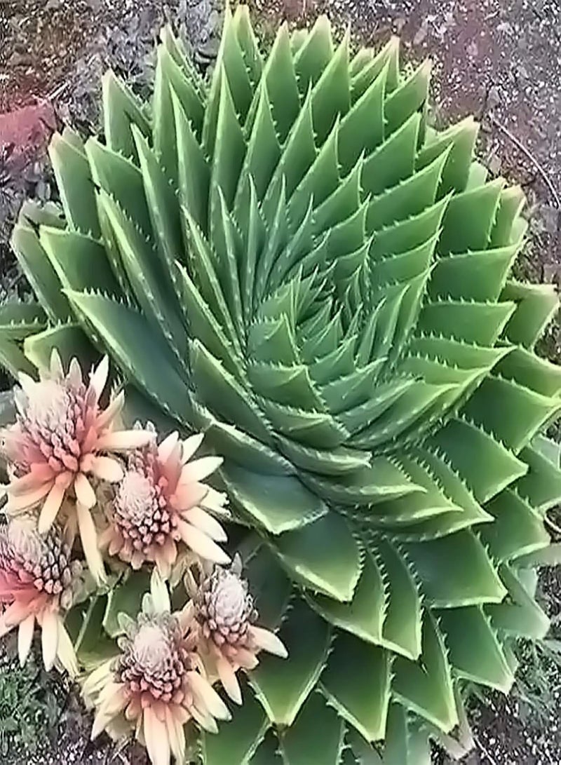 GGOOT 100Pcs Aloe Seeds Succulent Fruit Edible Prolific Drought Tolerant Aloe Seeds for Home Spiral Aloe Seeds for Garden  - Image 5