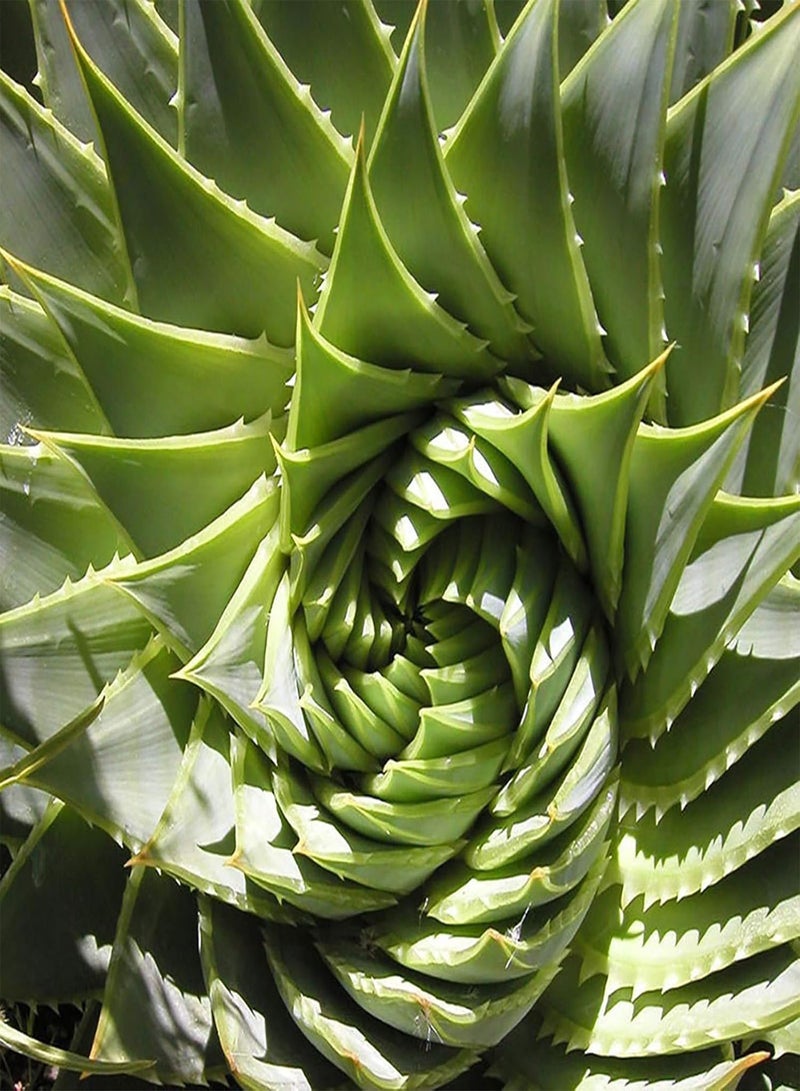 GGOOT 100Pcs Aloe Seeds Succulent Fruit Edible Prolific Drought Tolerant Aloe Seeds for Home Spiral Aloe Seeds for Garden  - Image 3