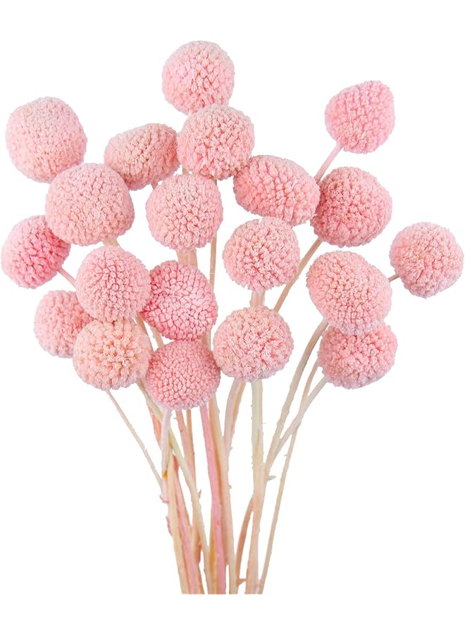 The Bros 20 Pcs Dried Craspedia Billy Balls Flowers in Dark Pink - Billy Buttons for Floral Bouquets, Wedding Arrangements, Tall Vase and Boho Home Decor, Ideal for Festivals - Image 1