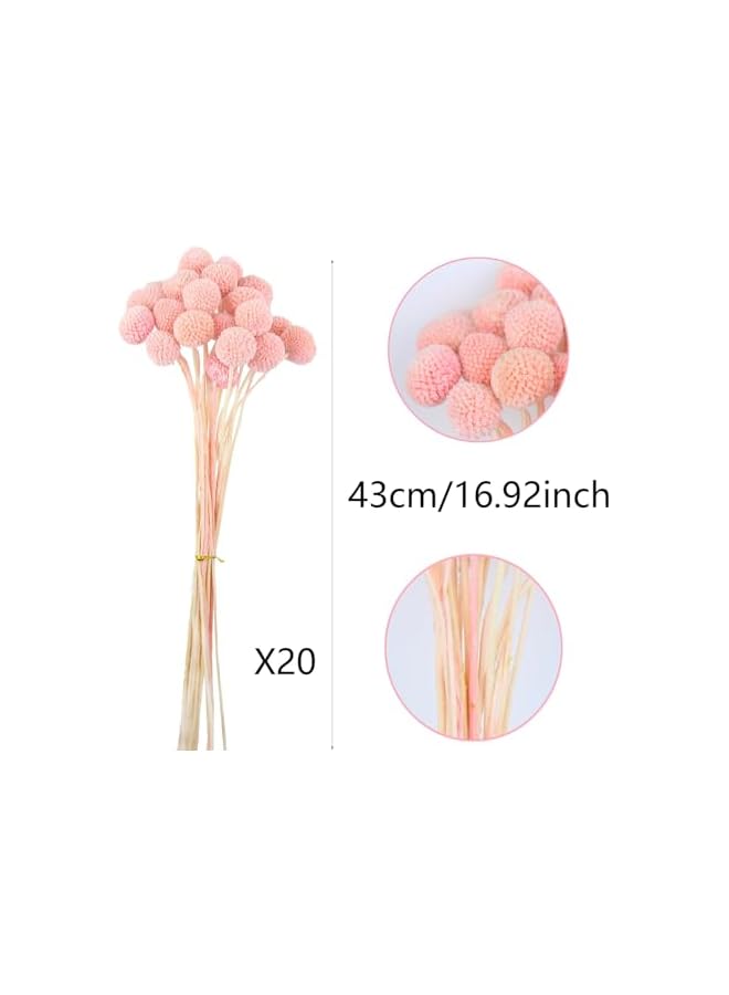 The Bros 20 Pcs Dried Craspedia Billy Balls Flowers in Dark Pink - Billy Buttons for Floral Bouquets, Wedding Arrangements, Tall Vase and Boho Home Decor, Ideal for Festivals - Image 2
