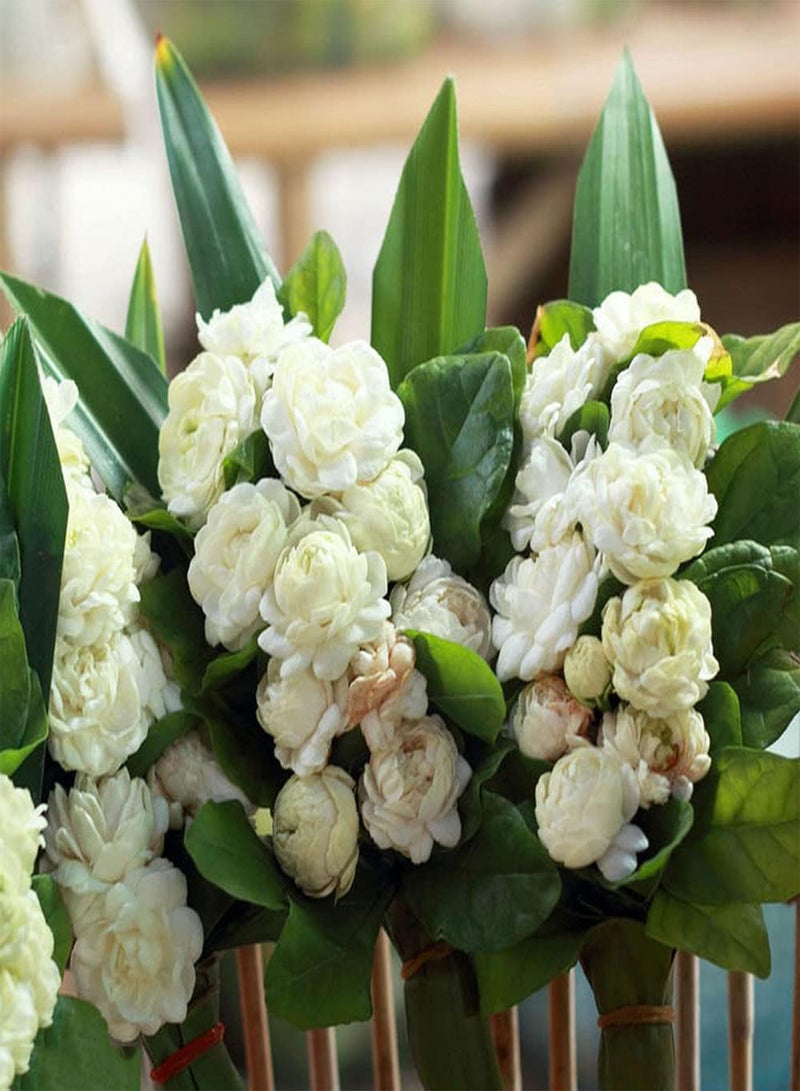 جي جوت 50 قطعة من بذور الياسمين، شجيرة معمرة، زهور، باقات زهور مقطوعة متعددة الاستخدامات، رائحة منعشة، زراعة داخلية وخارجية، قدرة قوية على التكيف، مناسبة للمبتدئين - Image 2