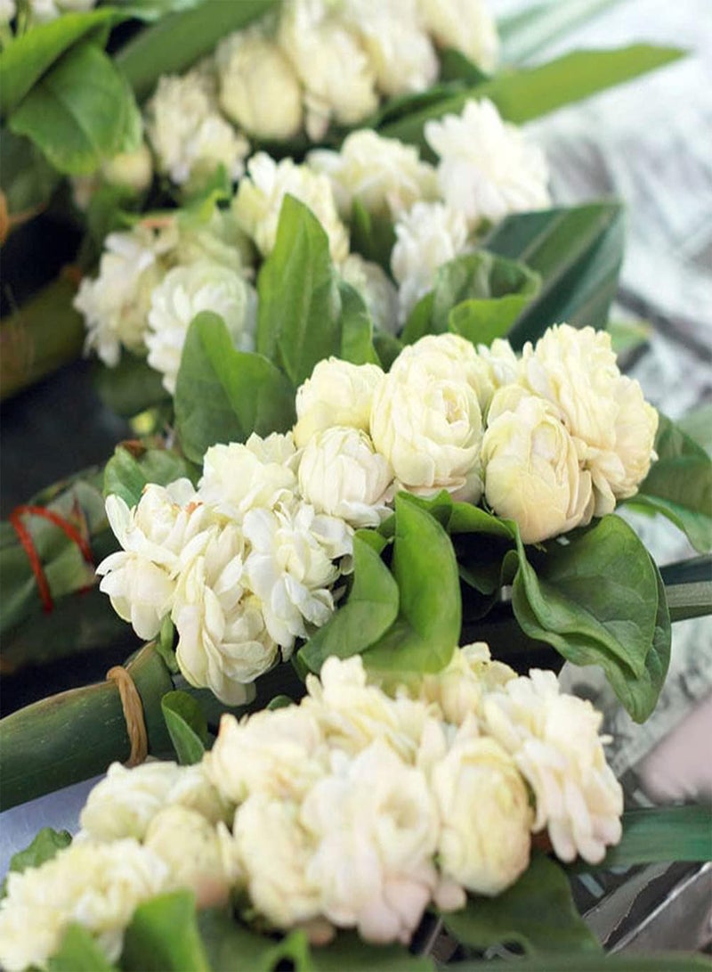 جي جوت 50 قطعة من بذور الياسمين، شجيرة معمرة، زهور، باقات زهور مقطوعة متعددة الاستخدامات، رائحة منعشة، زراعة داخلية وخارجية، قدرة قوية على التكيف، مناسبة للمبتدئين - Image 1