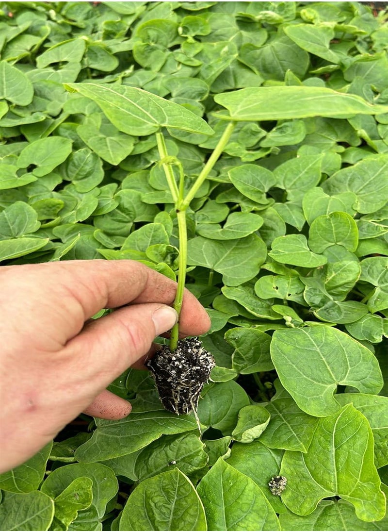 GGOOT Bean Plug Plants "Grow Your Own" Fruit from Our Premium Quality 'Ready to Plant Now' Young Vegetable Plants Pick from Broad, Runner, French Climbing Beans & Mixed Pack Available (5  - Image 1