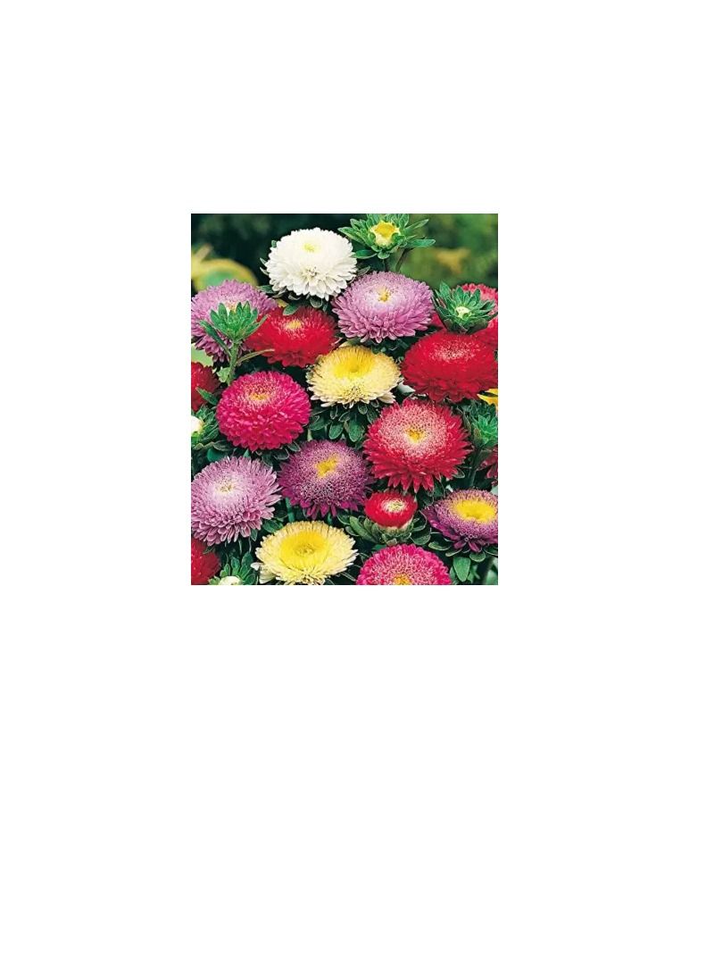 يورو جاردن أستر دوافت مشكل - Image 3