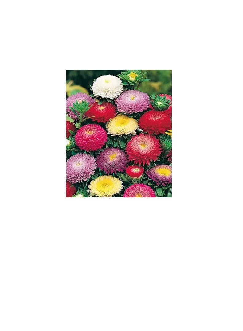 يورو جاردن أستر دوافت مشكل - Image 2