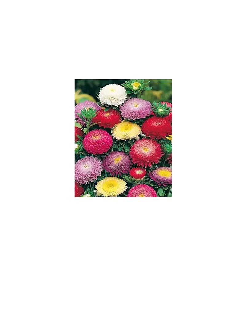 يورو جاردن أستر دوافت مشكل - Image 1