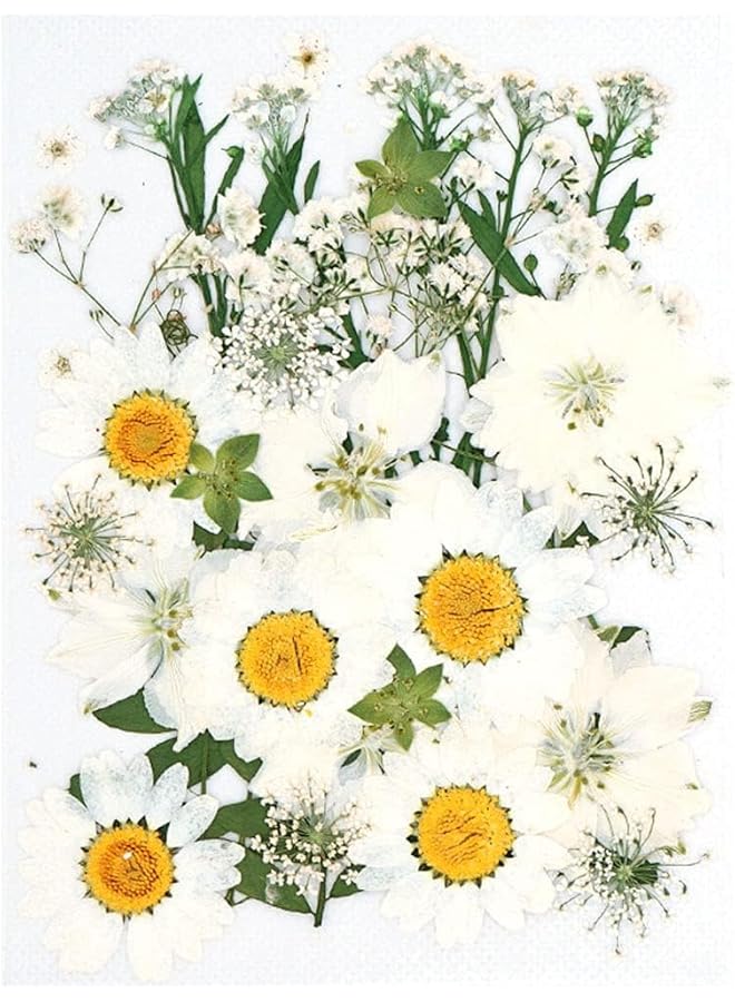 The Bros Dried Pressed Flowers Natural Dried Flowers Real Pressed Flowers Colorful Dry Flowers for Resin Jewelry Nail Art Craft DIY (White) - Image 1