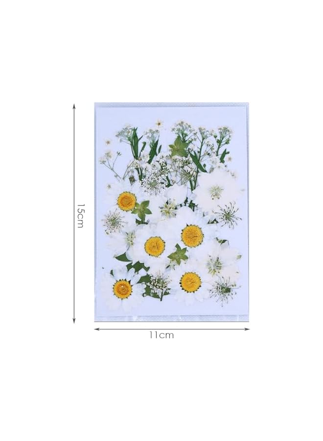 The Bros Dried Pressed Flowers Natural Dried Flowers Real Pressed Flowers Colorful Dry Flowers for Resin Jewelry Nail Art Craft DIY (White) - Image 4