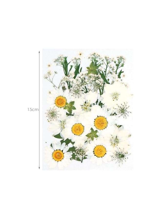 The Bros Dried Pressed Flowers Natural Dried Flowers Real Pressed Flowers Colorful Dry Flowers for Resin Jewelry Nail Art Craft DIY (White) - Image 3