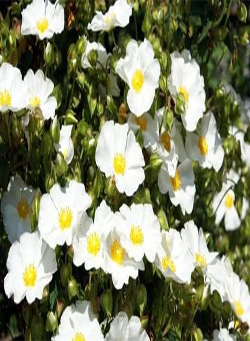 GGOOT seeds Rosa multiflora (Japanese Rose)   50 Seeds - Image 2