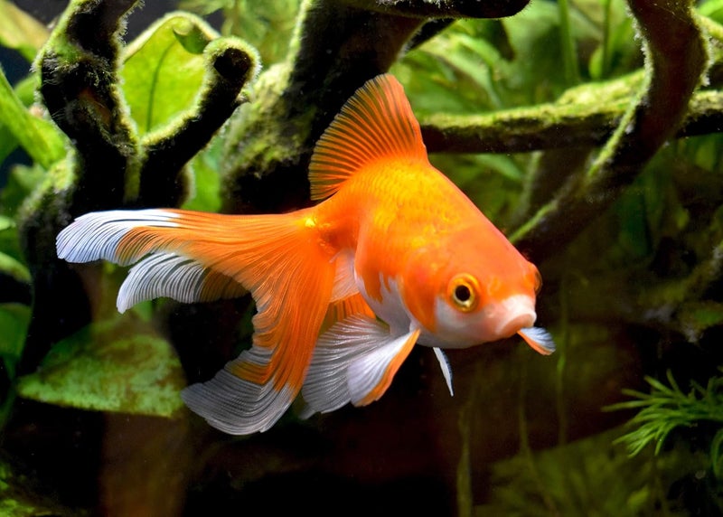 Seachem Gold Buffer for Goldfish - pH Adjuster, 70 g / 2.5 oz - Image 3