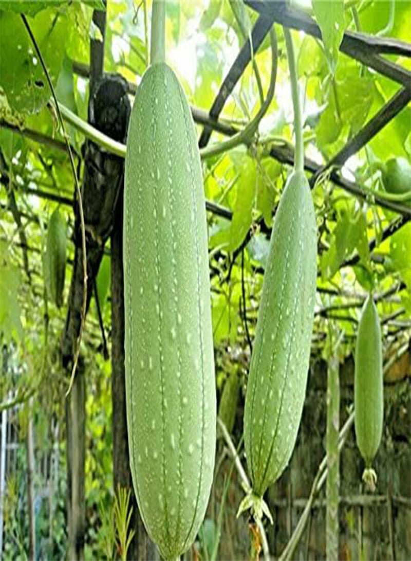 GGOOT 5 Seeds of Loofah Gourd Sponge (Luffa Aegyptiaca) - Image 4
