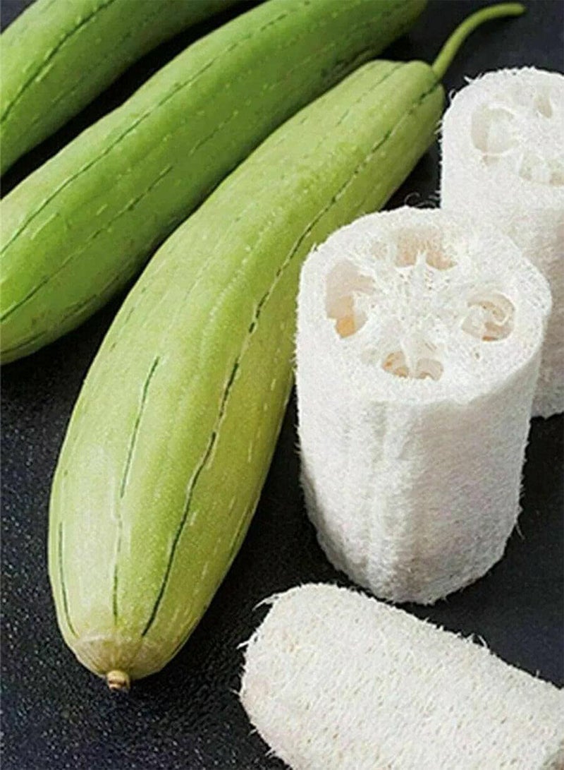 GGOOT 5 Seeds of Loofah Gourd Sponge (Luffa Aegyptiaca) - Image 5