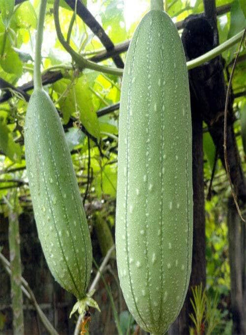 GGOOT 5 Seeds of Loofah Gourd Sponge (Luffa Aegyptiaca) - Image 1