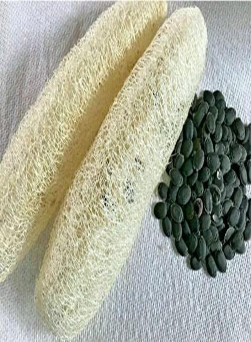 GGOOT 5 Seeds of Loofah Gourd Sponge (Luffa Aegyptiaca) - Image 2