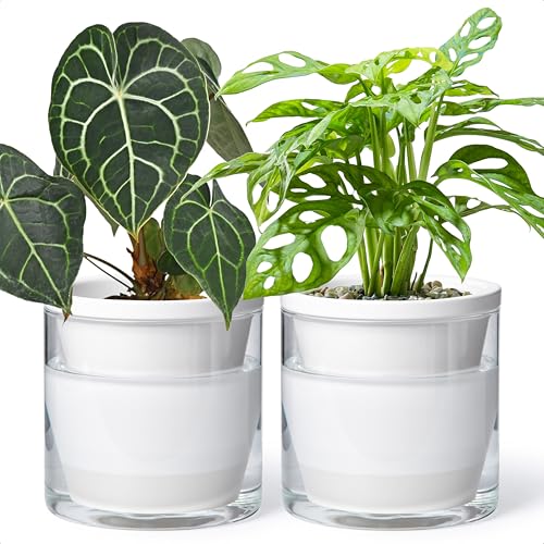 D'vine Dev 6 Inch Design Self Watering Planter for Indoor Plants, White Terracotta Pots with Cylinder Glass Cup, Set of 2, 37-Y-B-2 - Image 1