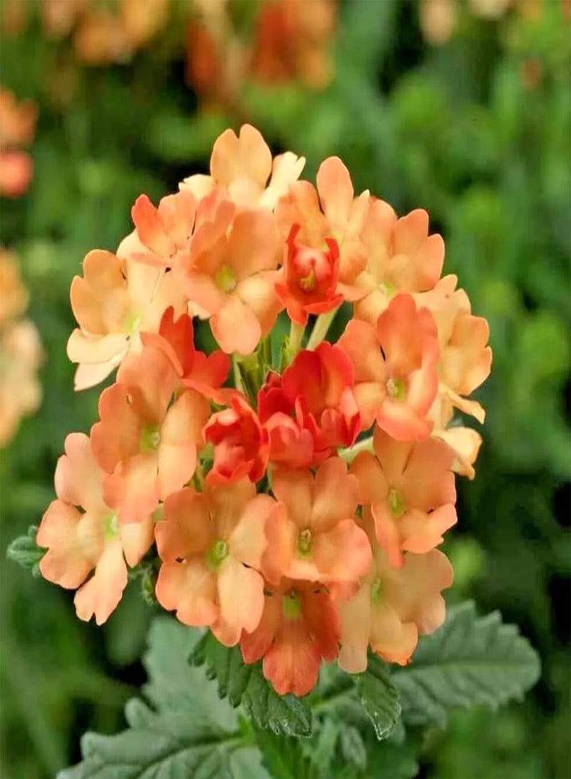GGOOT 1 Pack of 160 seeds Verbena hybrida Nana compacta Apricot