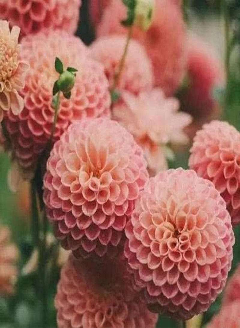 GGOOT 3Pcs Mysterious Pink Dinner Plate Dahlia seeds Planted in Spring and Blooming in Summer Lovely Pink Dahlia Tubers Flowers Pleasing to The Eye Exquisite Cut Flower Gift