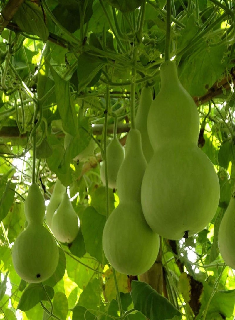 جي جوت نباتات زهور الحديقة الخضراء - 10 قطع من بذور القرع الزجاجي لاجيناريا سيسيراريا، خضروات لذيذة للحديقة العضوية - Image 5