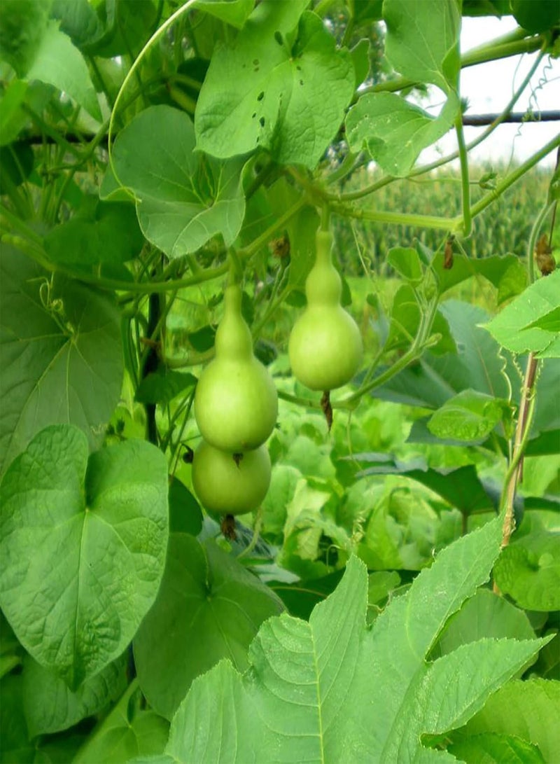 جي جوت نباتات زهور الحديقة الخضراء - 10 قطع من بذور القرع الزجاجي لاجيناريا سيسيراريا، خضروات لذيذة للحديقة العضوية - Image 4