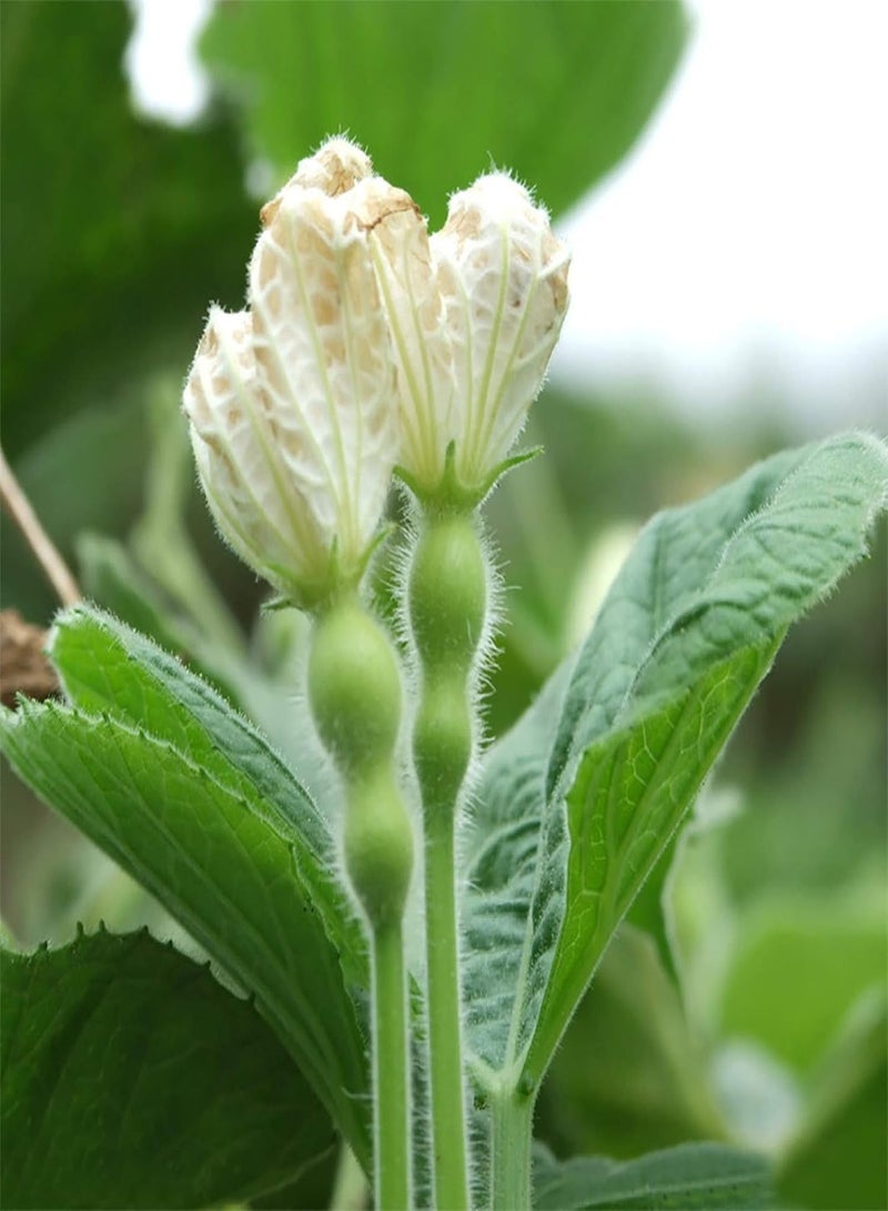 جي جوت نباتات زهور الحديقة الخضراء - 10 قطع من بذور القرع الزجاجي لاجيناريا سيسيراريا، خضروات لذيذة للحديقة العضوية - Image 2