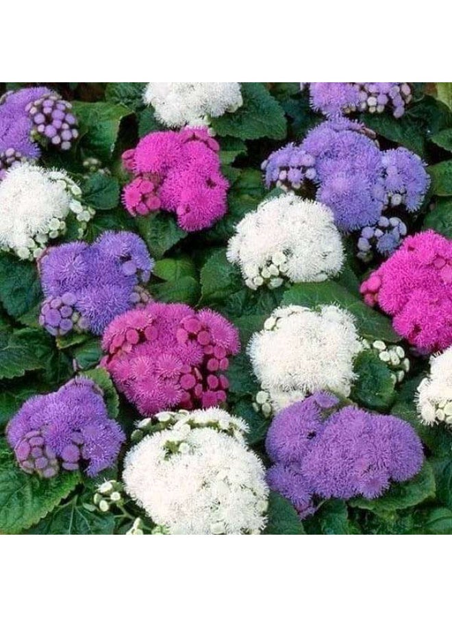 Ageratum F1 Hawaii Mixed Color Flower Seeds
