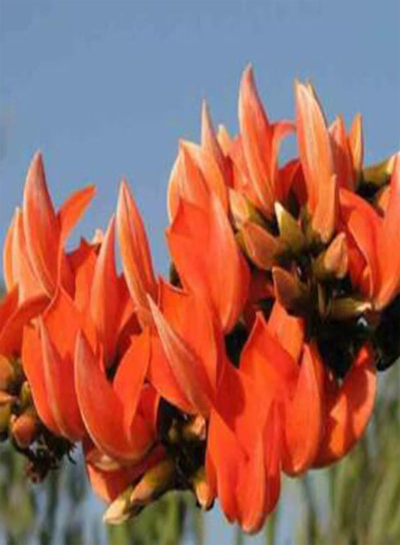 GGOOT Flower Seeds for Planting 10Pcs/Bag Seeds Eco-Friendly Drought Resistant Mini Natural Garden Tree Seeds for Home Seeds Non-GMO for Courtyard - Image 1