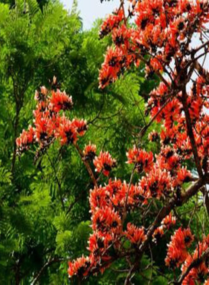 GGOOT Flower Seeds for Planting 10Pcs/Bag Seeds Eco-Friendly Drought Resistant Mini Natural Garden Tree Seeds for Home Seeds Non-GMO for Courtyard - Image 3