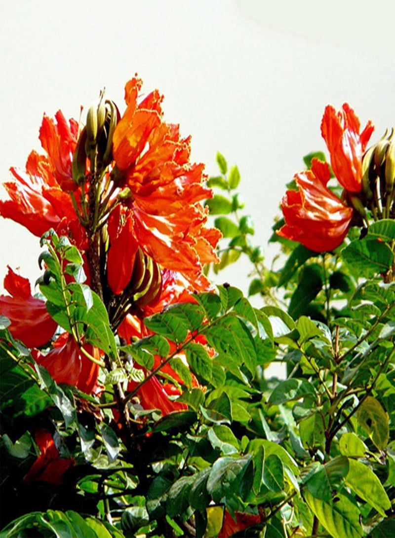 GGOOT Flower Seeds for Planting 10Pcs/Bag Seeds Eco-Friendly Drought Resistant Mini Natural Garden Tree Seeds for Home Seeds Non-GMO for Courtyard - Image 5