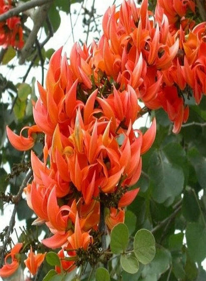 GGOOT Flower Seeds for Planting 10Pcs/Bag Seeds Eco-Friendly Drought Resistant Mini Natural Garden Tree Seeds for Home Seeds Non-GMO for Courtyard - Image 2