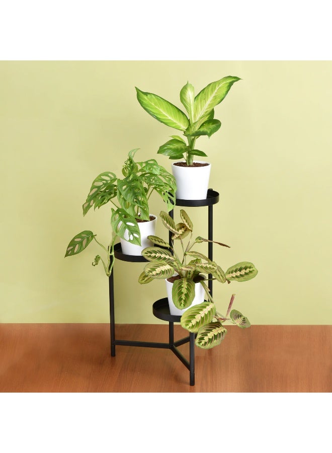 Ferns N Petals Reduce Noise And Air Pollution Plant Stand 