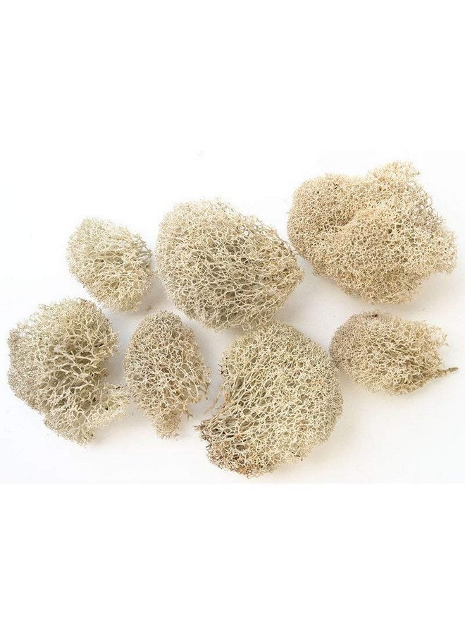 T-Rex Reptile Terrarium Décor - Terra Accents Tumbleweeds - Image 2