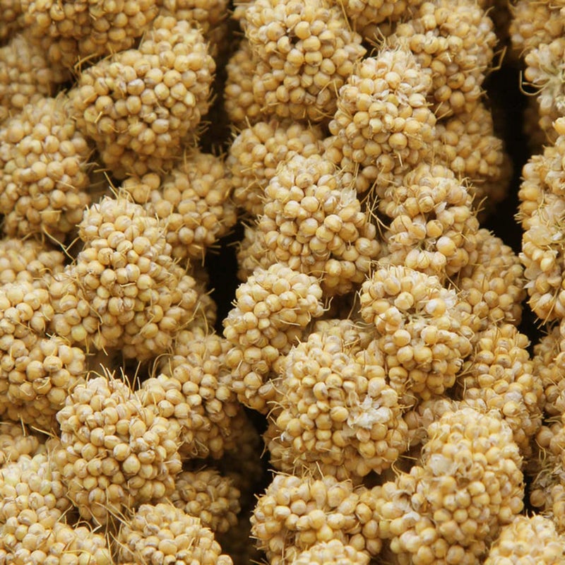 Jmxus Jmxu's 1LB Spray Millet Treat for Birds Parakeets, Natural Sun-Dried Birds Millet for Cockatiel, Budgie, Finches, Parrots, Hamster - Image 2