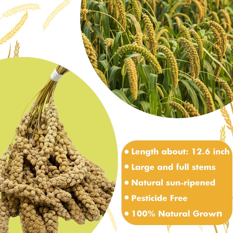 Jmxus Jmxu's 1LB Spray Millet Treat for Birds Parakeets, Natural Sun-Dried Birds Millet for Cockatiel, Budgie, Finches, Parrots, Hamster - Image 3