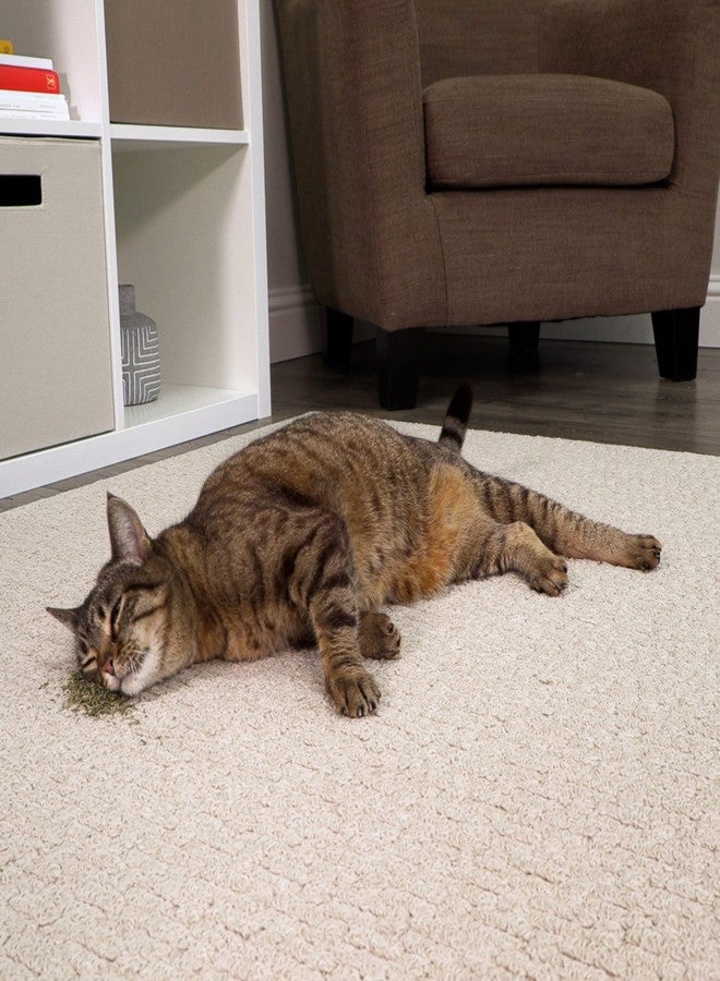 سمارتيكات مزيج سمارتي كات من النعناع البري والأعشاب الفضية للقطط والقطط الصغيرة، كيس قابل لإعادة الإغلاق - 0.5 أونصة - Image 5