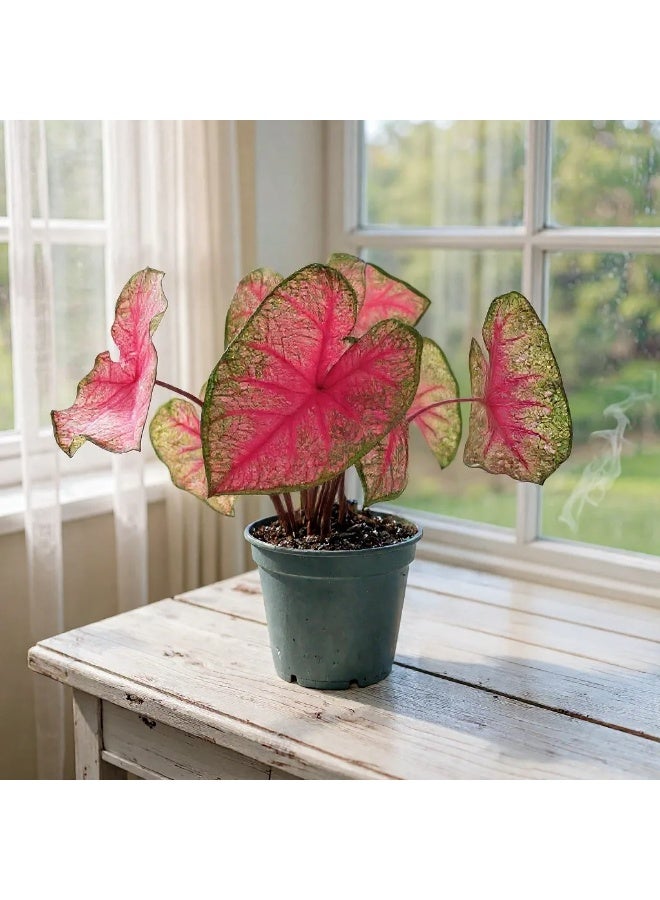 Caladium Heart of Jesus Live Indoor Plant in Decorative Pot, Vibrant Pink and Green Foliage, Easy Care Tropical Houseplant for Home & Office Décor, Air Purifying Plant