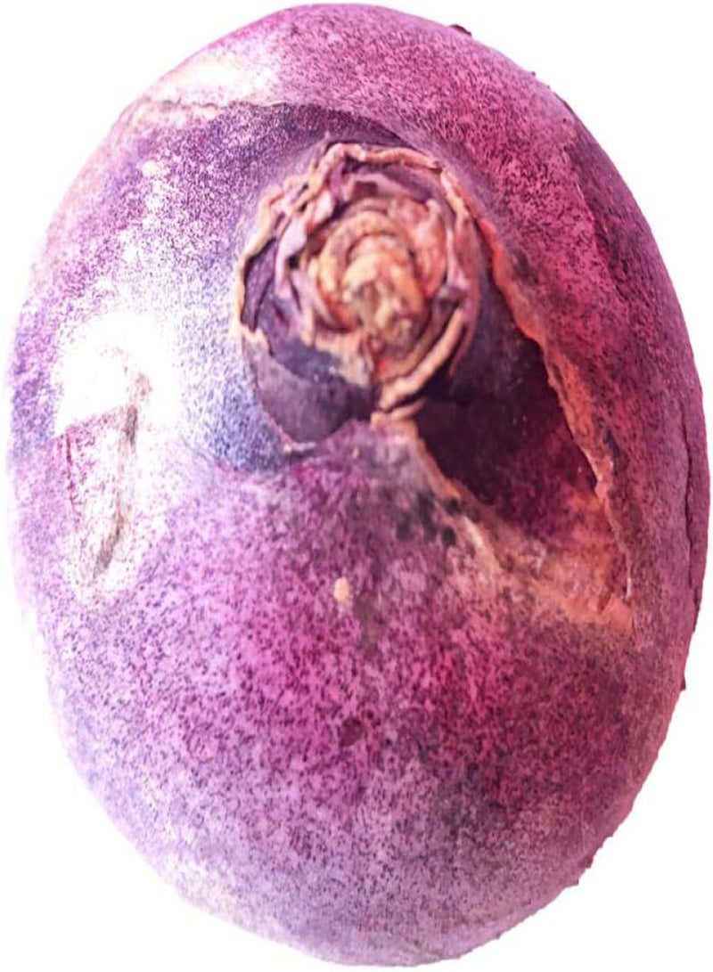 جي جوت بذور سهلة النمو، بذور زهرة الزنبق المائية مع مجموعة زراعة مائية في زجاجة - بنفسجي، بذور مفردة، بذور عطرية مزهرة - Image 1